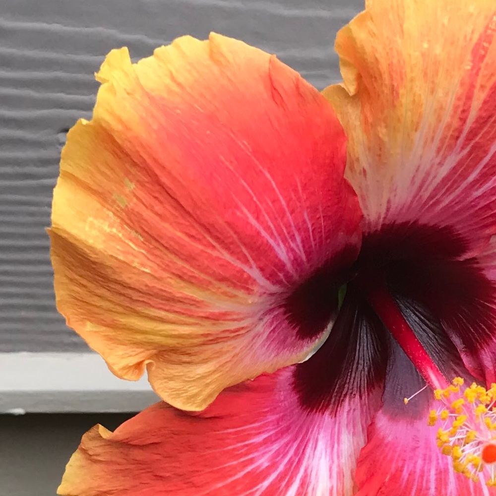 Meet your Posher, Minna